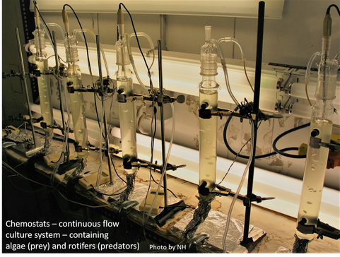 Chemostats used to run plankton dynamics experiments