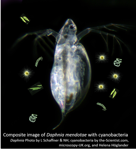 Composite image of Daphnia mendotae with cyanobacteria - Daphnia photo by L Schaffner, cyanobacteria images credited to websites